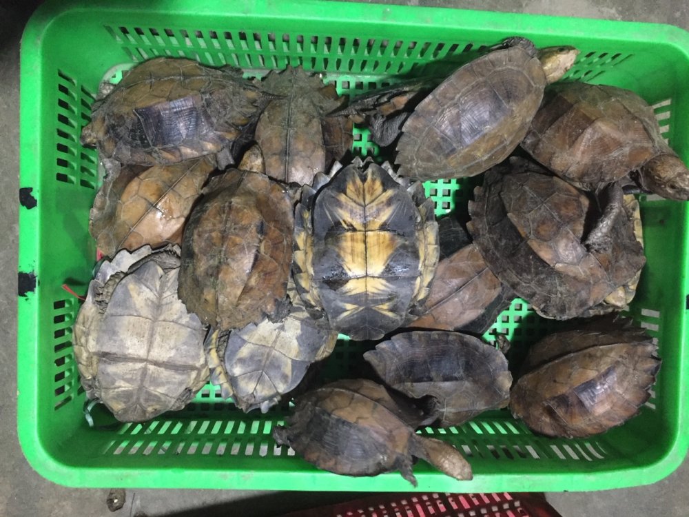 Quảng Nam: Bản án nghiêm khắc 13 năm tù giam cho 2 đối tượng buôn bán rùa quý hiếm