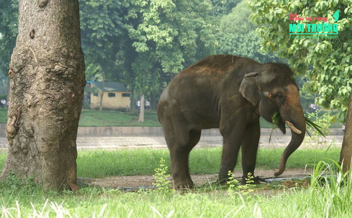 Đề xuất đưa voi ở Công viên Thủ Lệ về Vườn Quốc gia Yok Đôn