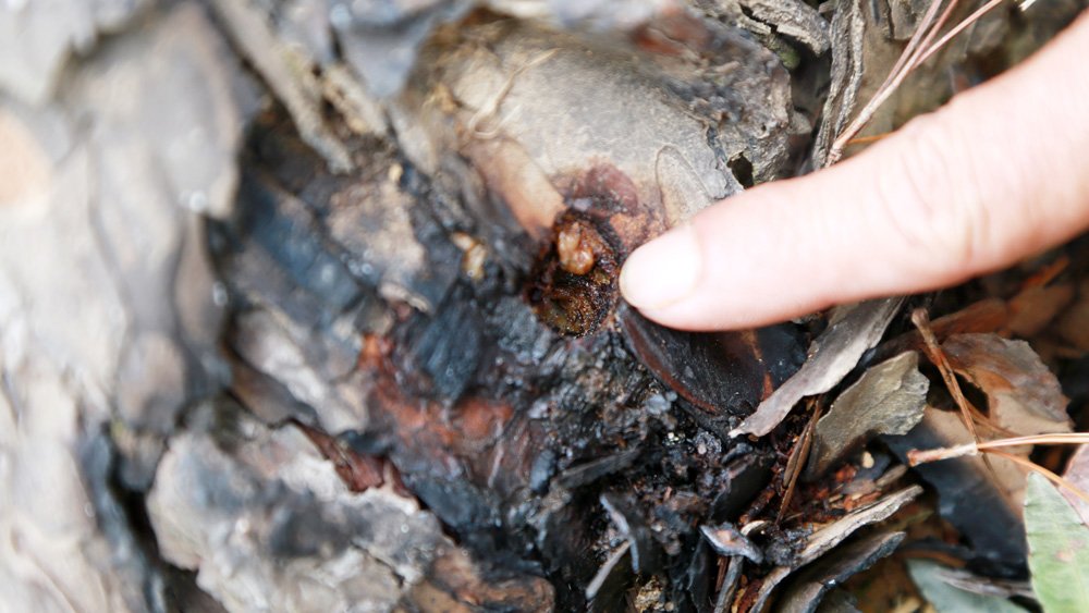 Lâm Đồng: Kiểm tra xử lý việc nhiều cây thông bị đầu độc