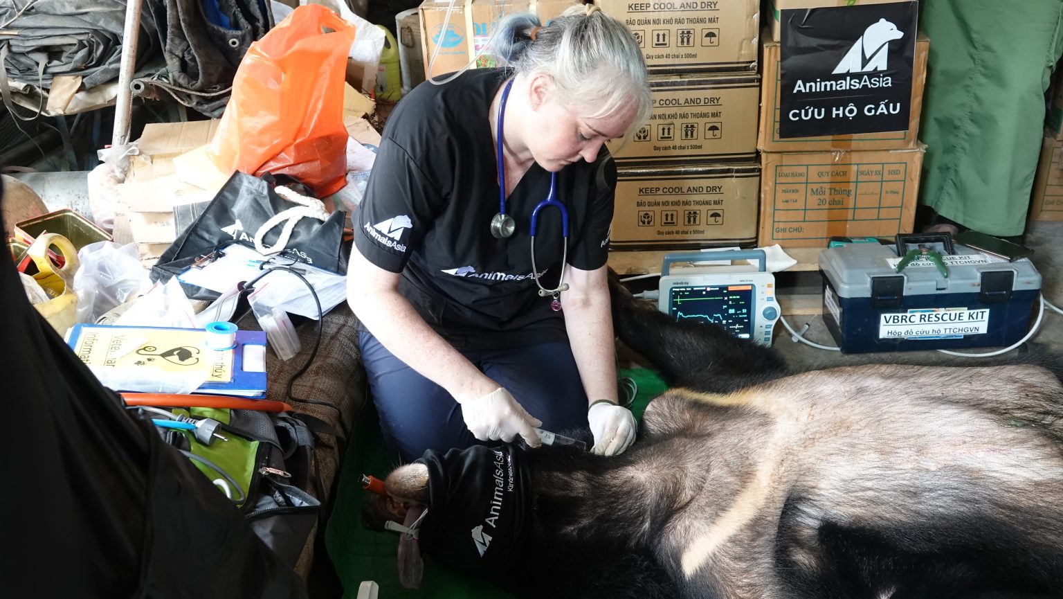 Cứu hộ thêm 2 cá thể gấu ngựa tại Bình Dương về Trung tâm cứu hộ gấu Việt Nam