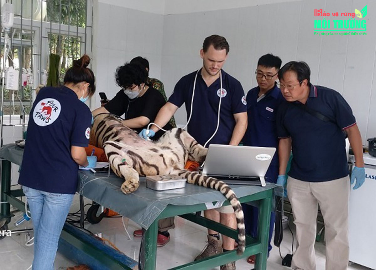 VQG Phong Nha – Kẻ Bàng tổ chức tiêm phòng vaccine và di dời 07 cá thể hổ Đông Dương sang khu chuồng nuôi mới